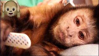 Monkey Gets Nails Filed and Takes A Nap    ASMR