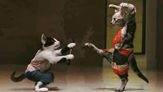 Cat Fight in Pics | Cats in Pics by Cats in Pics 4,773 views 10 years ago 3 minutes, 27 seconds