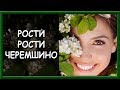 Українські патріотичні пісні. Рости - рости, черемшино
