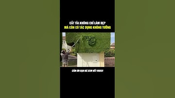 Nghệ thuật cắt tỉa cây cảnh #socolive