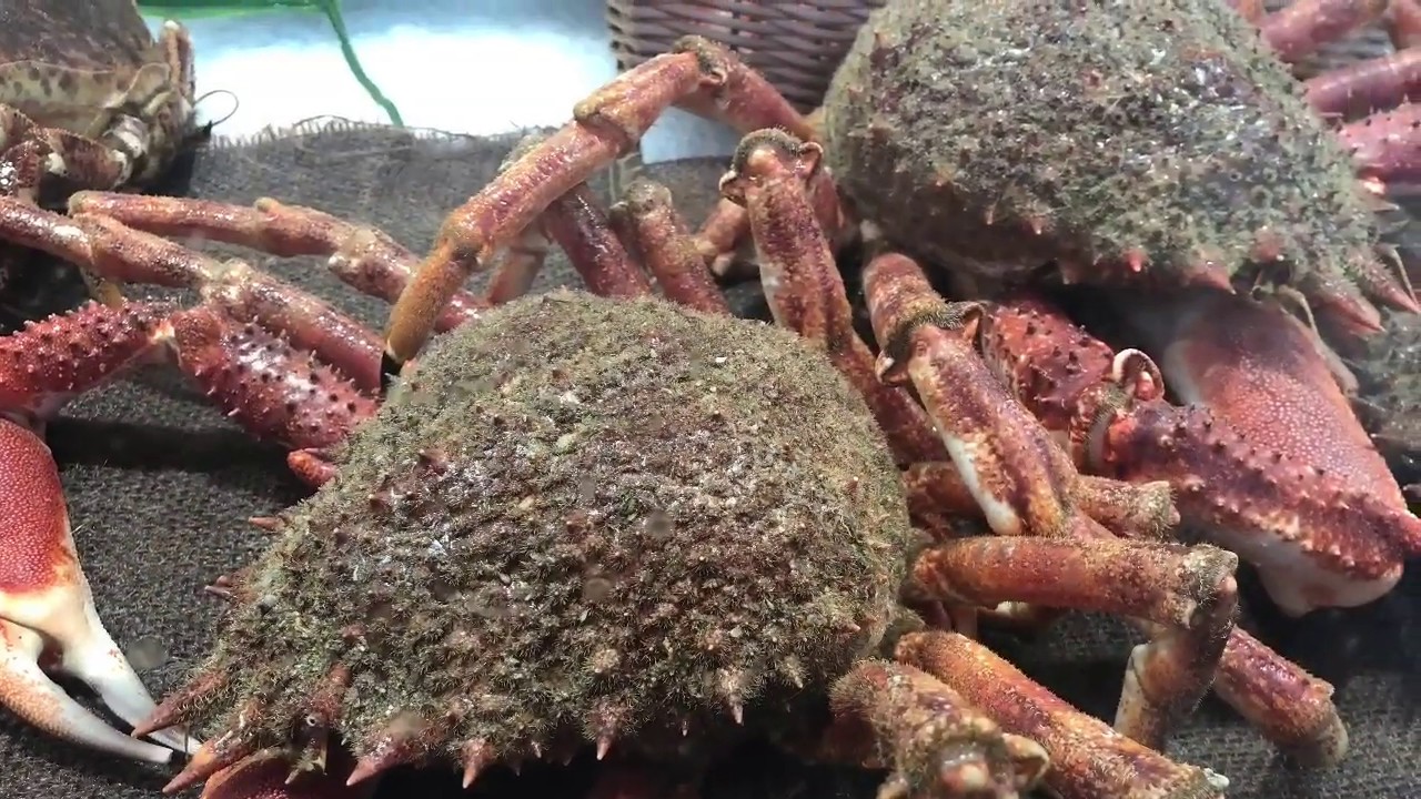 蜘蛛蟹 法国假日第五天 逛市场买活螃蟹自己做着吃 Day 5 In Brittany Bretagne Visiting The Market To Buy Crabs Youtube
