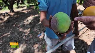 COMO SE DEBE ELEGIR EL MANGO QUE YA ESTA LISTO PARA CORTAR