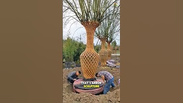 Turning Living Trees Into Art — The Science of Arbor Sculpture