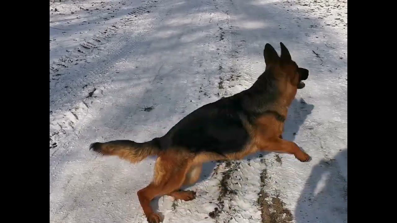 Owczarki Niemieckie Hodowla z Mylnej Gromady ZKwP/FCI kom.606 902 687