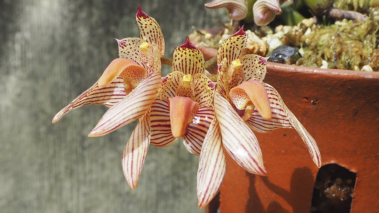 Bulbophyllum bicolor - Orchideen erfolgreich pflegen