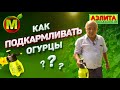 ОГУРЦЫ – Как Подкармливать Правильно?