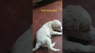 Cute tumtum play thumbling😁😅 #lifestylevlog #shortvideo #puppylover #puppyplaying