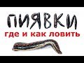 КАК и ГДЕ можно БЫСТРО и МНОГО, НАЛОВИТЬ ПИЯВОК для РЫБАЛКИ на СОМА!?   КАК ее ХРАНИТЬ!!!