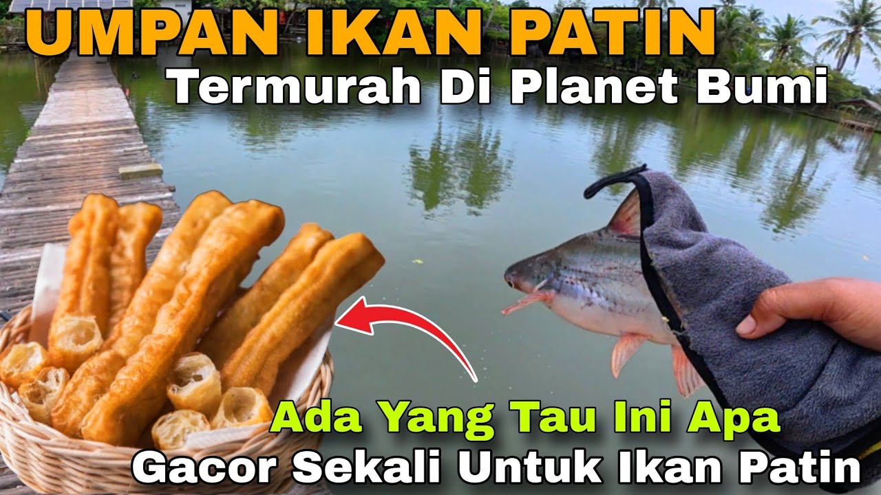 Umpan Ikan Patin Paling Gacor Murah Meriah Langsung Tes Mancing Bareng Team Tambah Daya 