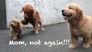 Mommy Golden Retriever Disciplining Her Pups. Big Brother Plays with them.