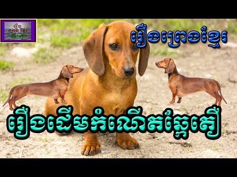 រឿងព្រេងខ្មែរ-រឿងដើមកំណើតឆ្កែតឿ|Khmer Legend-The origin of short dogs