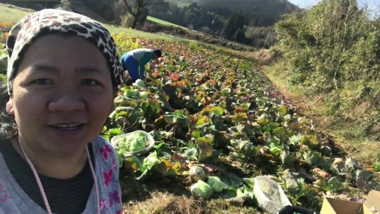 Harvesting Cabbage in Japan 日本のキャベツの収穫 manualHarvest YouTube