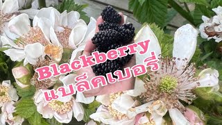 #garden #blackberry #สวนหลังบ้านeasylifebyjoon