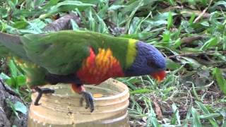 Parrot pecking order - Rainbow Lorikeets