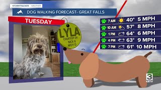 Dog-walking forecast (June 3, 2025)