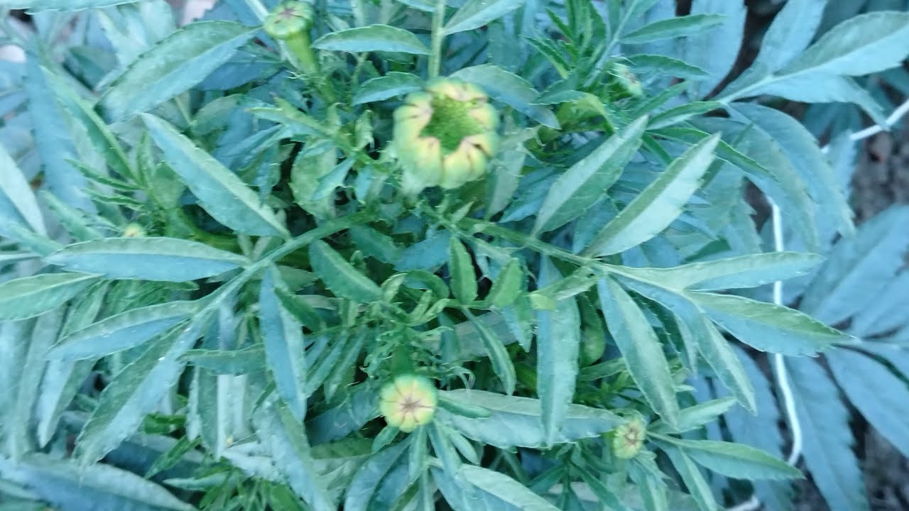 সব বন্ধুরা কোথায় চলে আসেন।।