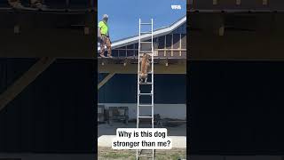 This dog is better on a ladder than I'll ever be. 😆 #pets #shorts #funny