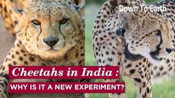 Cheetahs in India :  Why is it a new experiment?