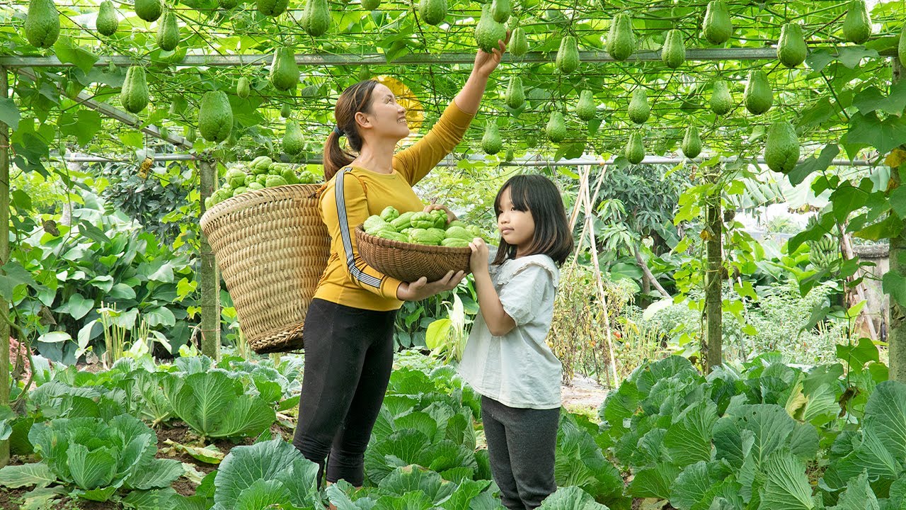 Single Mother Harvests Chayote and Cabbage to Sell at Market | Triệu Ly ...