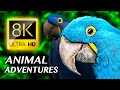 Aventures animales  lincroyable rgne animal vido 8k ultra 8k