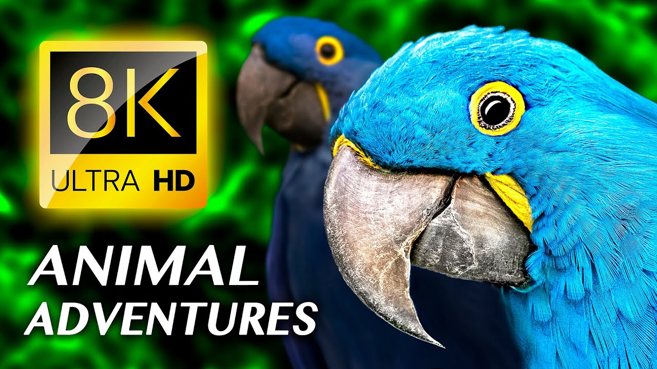 AVENTURES ANIMALES  Lincroyable rgne animal VIDO 8K ULTRA HD  8K