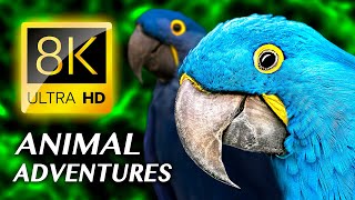 ANIMAL ADVENTURES: The Amazing Animal Kingdom 8K VIDEO ULTRA HD #8K screenshot 4