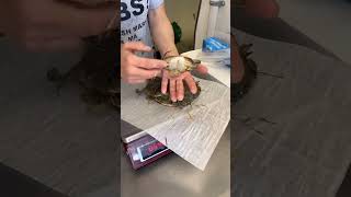 HOW TO CLEAN SOFT SHELL CRABS #foodie #eating #softshellcrab #cleaning #how
