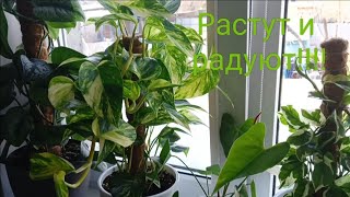 видео: Мои комнатные красотки!!!Как выросли эпипремнумы. картинка: Мои комнатные красотки!!!Как выросли эпипремнумы.