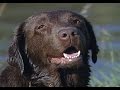 Labrador retriever の動画、YouTube動画。