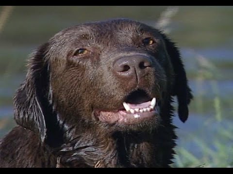 Video: Labrador Retriever Verijdelt Verandapiraat In Utah