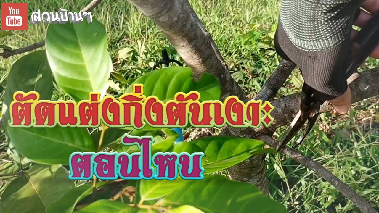 ตัดแต่งกิ่งต้นเงาะ