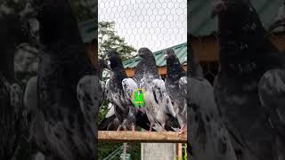 ANANTNAG PIGEON'S #new #trending #video #reels #viral #amazing #shorts #vlogs #youtubeshort