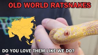 Contrasting OLD WORLD RATSNAKES with those in the new world. Whats the difference?
