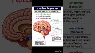 bangles song#brain information #parts of brain #study #class10 #neet #gk #ssc #science