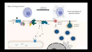 GPCR IP3 DAG pathway