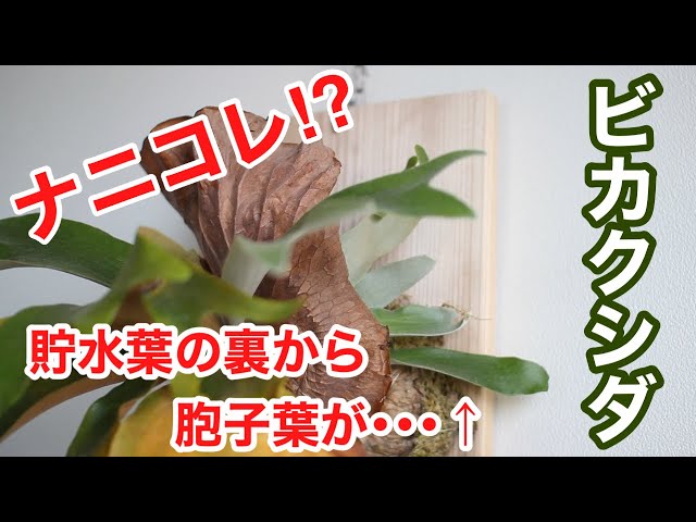 ビカクシダ】貯水葉の裏からヒョロヒョロの胞子葉が‼ コウモリラン