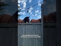 Man Builds Retractable Fence So Horses Can Say Hello!