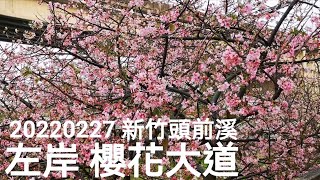 20220227 新竹頭前溪自行車道左岸櫻花大道