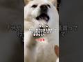 出張帰りのお兄ちゃんからお土産をもらい、喜び暴れ回る柴犬 #shorts #柴犬 #犬 #dog