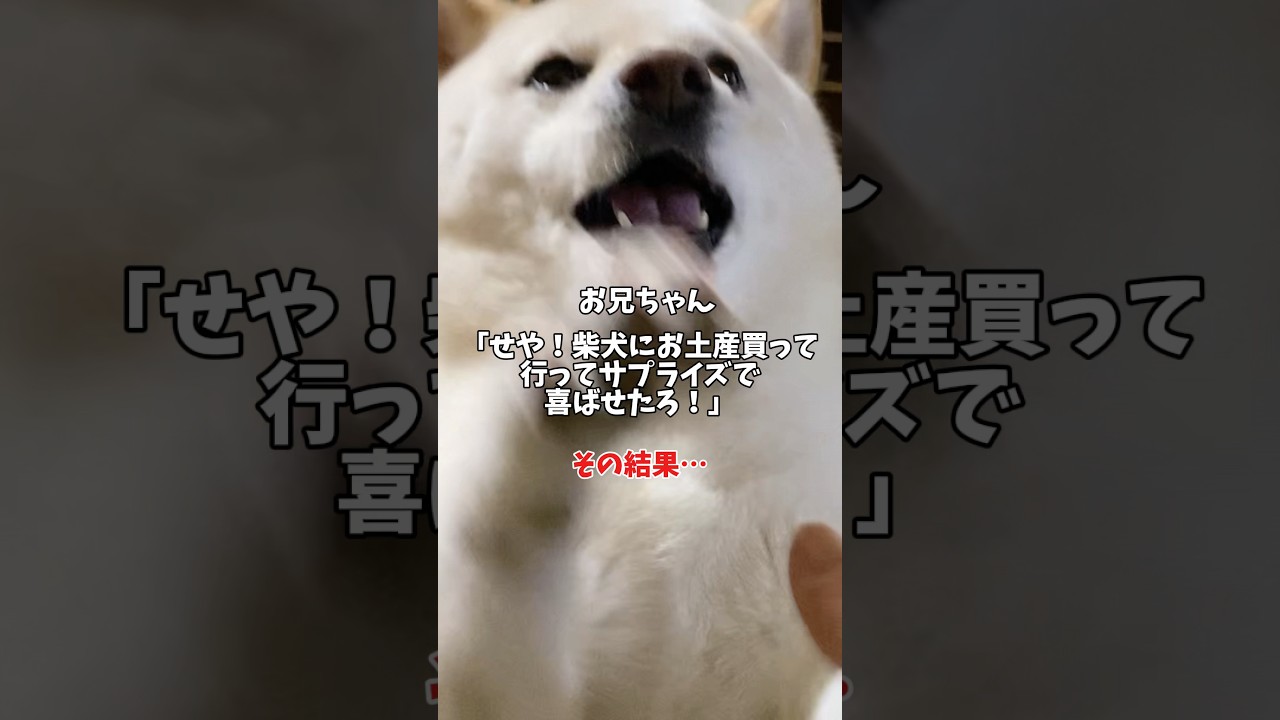 A Shiba Inu goes wild with joy after receiving a souvenir from his