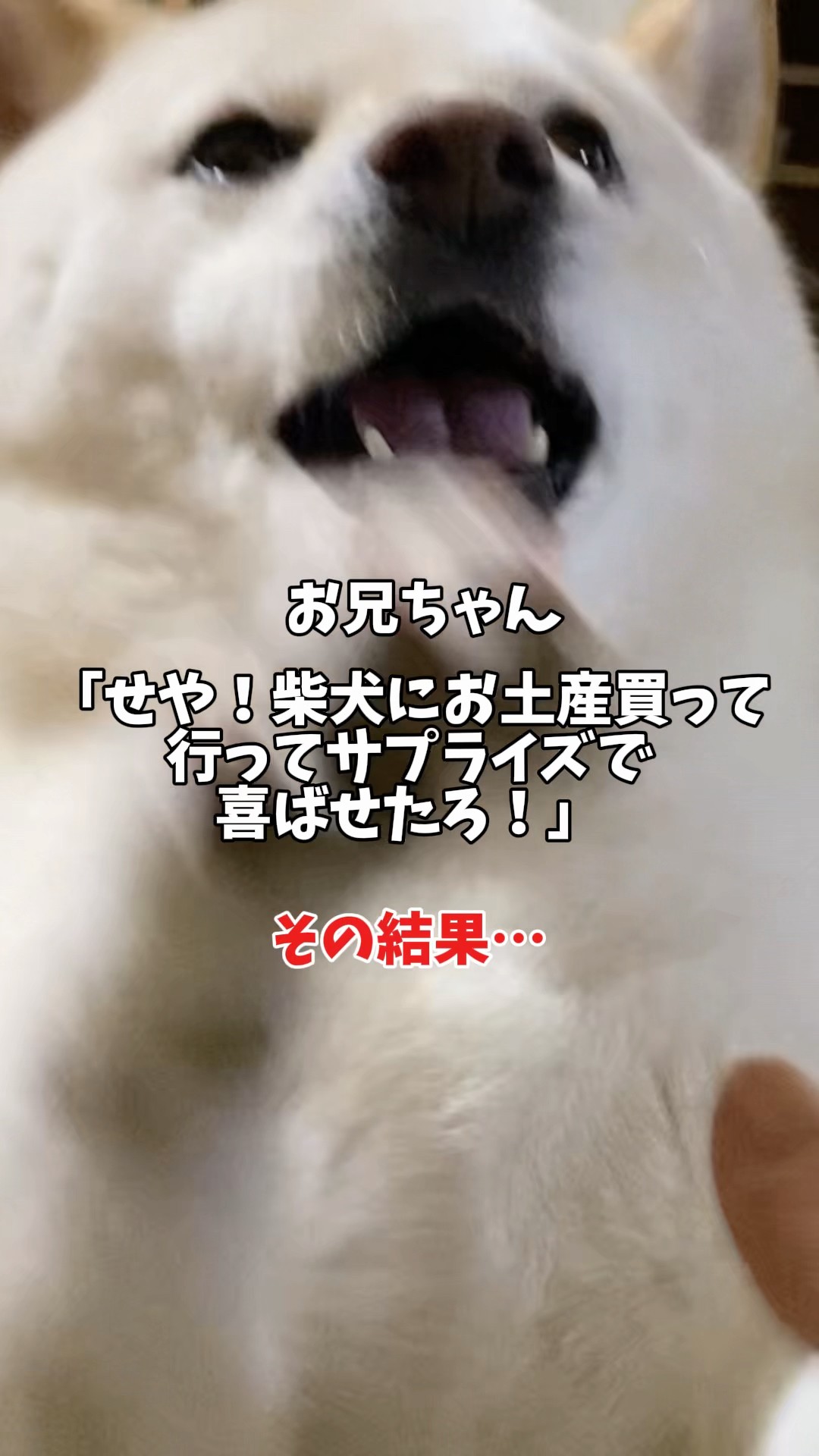 shiba様 A Shiba Inu goes wild with joy after receiving a souvenir from his