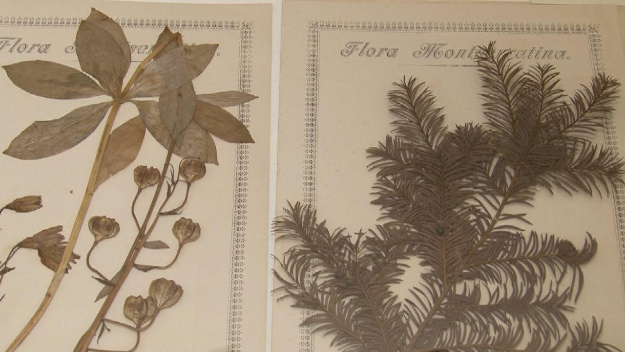 Paradisus Montserratensis: botànica a la Biblioteca de Montserrat