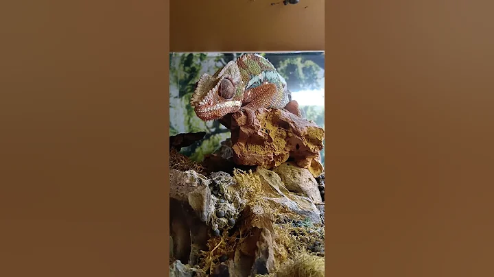 [ Panther Chameleon ] 七彩變色龍 七彩變色龍 - 天天要聞