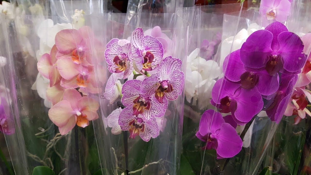 Где Купить Орхидеи В Омске