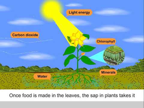 Videó: Honnan nyerik a növények energiájukat, hogy maguk készítsék el táplálékukat?