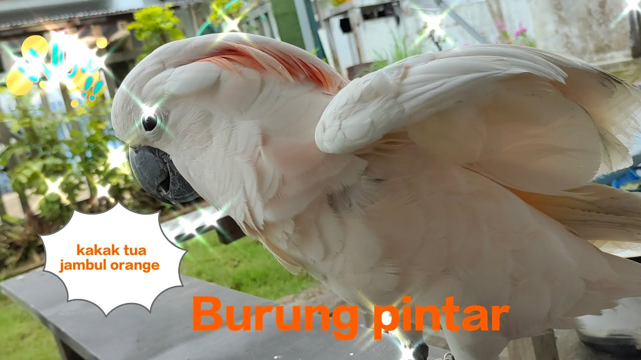 Burung kakatua jambul orange, burung yang pintar