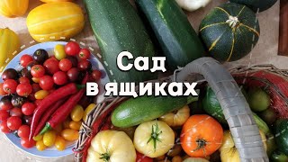 Сад в ящиках