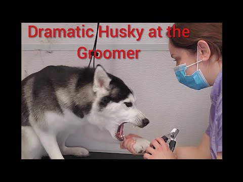 pets grooming