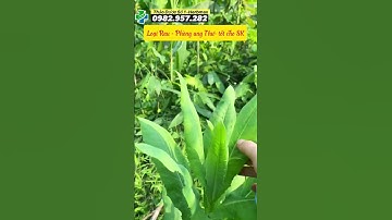 cây bồ công anh cây rau bao - Những sự thật chưa biết