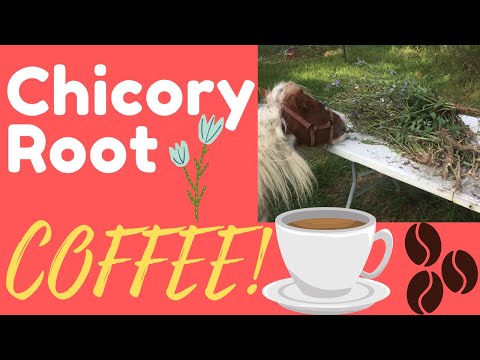 Video: How To Brew Chicory